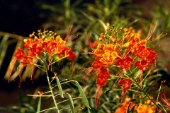 15-1989-senegal-fleurs