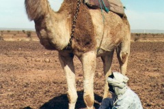75-1998-maroc-chameau