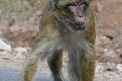 maro0353