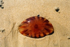 Animaux des flots