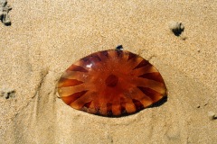 73-1998-meduse