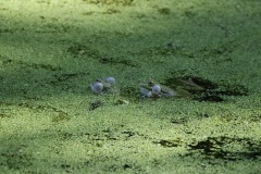 IMG_1258-cor