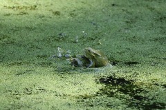 IMG_1300-cor