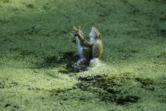 IMG_1306-cor