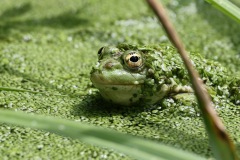IMG_1942-cor