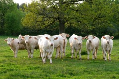 Animaux des terres