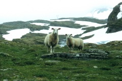 25-1990-suede-mouton