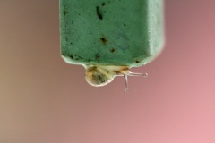 IMG_8224cor