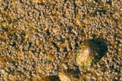 117-1775_IMG