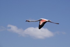 Camargue