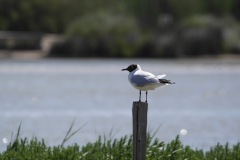 1270475-cor
