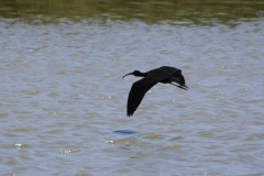 1270494-cor