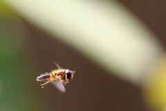 162_6235