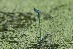 IMG_1965-cor
