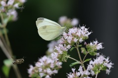 IMG_2008-cor