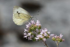 IMG_2012-cor
