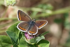 IMG_2025-cor