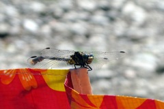 IMG_5705