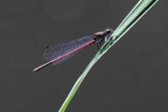 1280332-cor