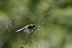 1280338-cor