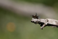 1280364-cor