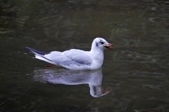 1150262-cor