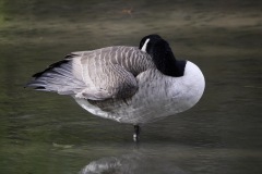 1250393-cor
