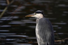 1250451-cor