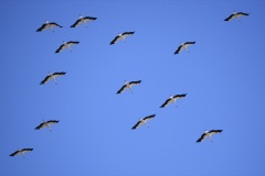 1290059-cor