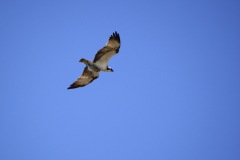 1290066-cor3