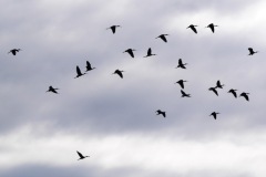1290191-cor