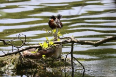 IMG_0682-cor