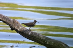 IMG_0793-cor