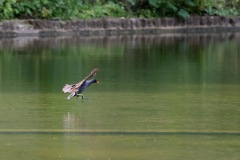 IMG_1635-cor