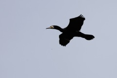 IMG_1656-cor