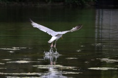 IMG_1666-cor