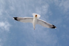 Mouette-vol