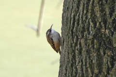 Oiseaux en campagne