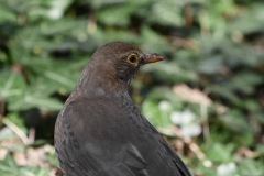 1250829-cor
