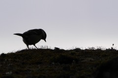 1310885-cor