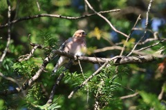 IMG_0052-cor