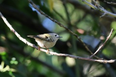IMG_0079-cor