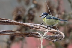 IMG_0449-cor