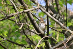 IMG_0589-cor