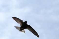 IMG_1478-cor2