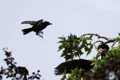 IMG_1643-cor
