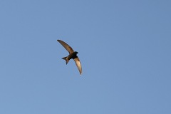 IMG_1908-cor-2