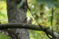 IMG_1983-cor-2