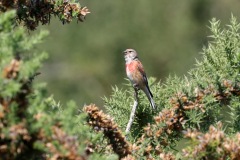 IMG_2378-cor
