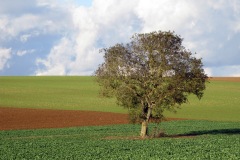 Promenons-nous dans les bois…